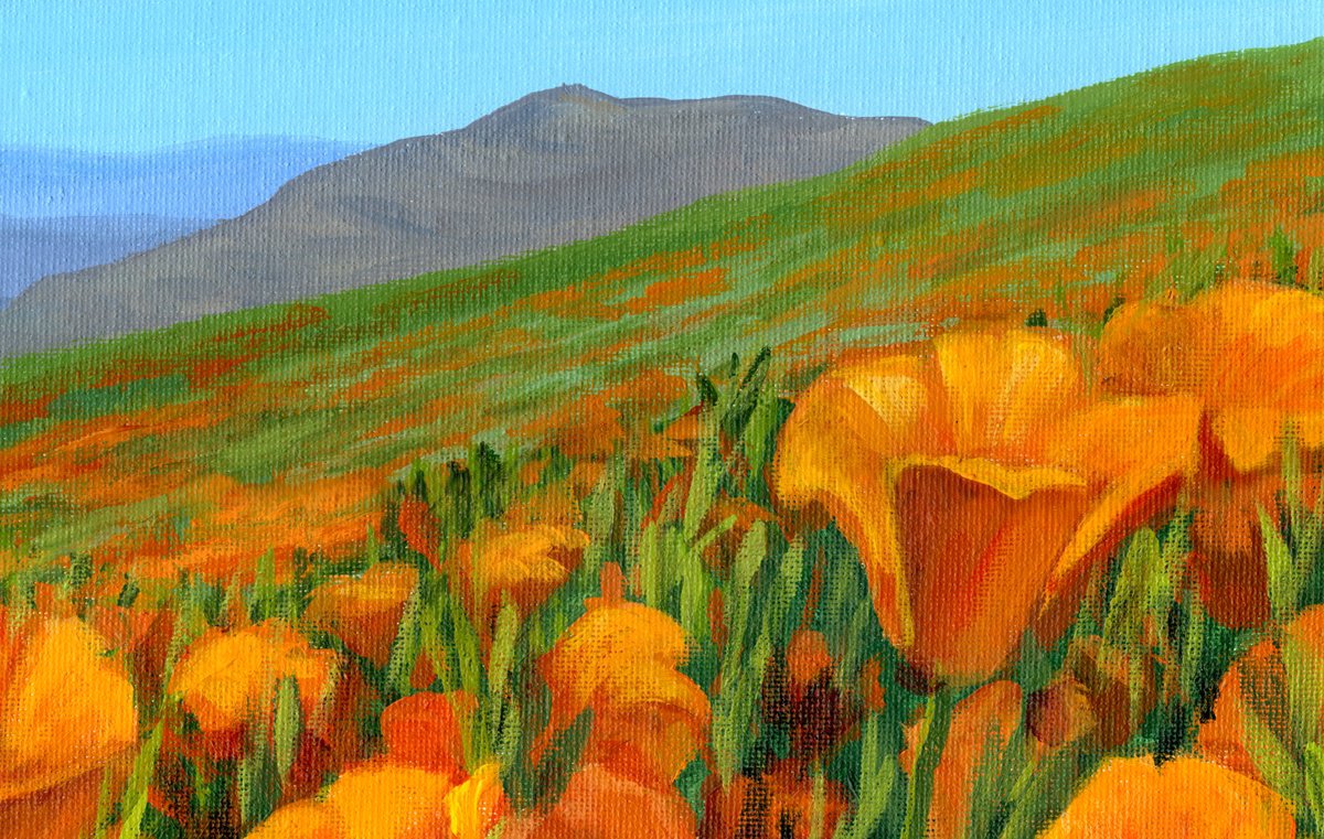 California Poppies by Steph Moraca