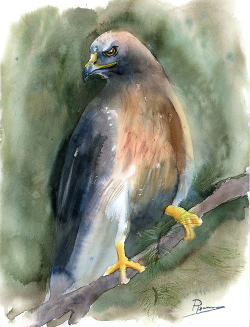 Hawk by Olga Shefranov (Tchefranov)