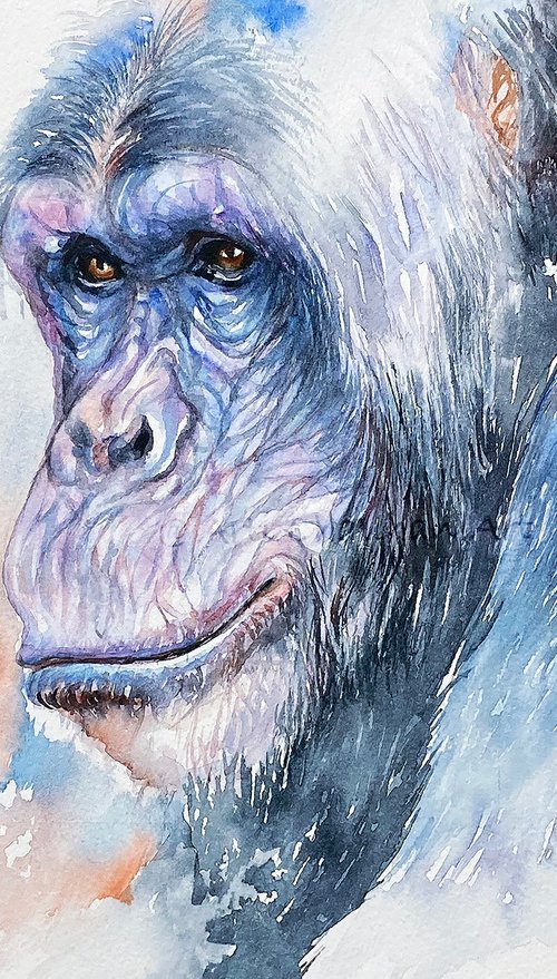 Wise One_Chimp by Arti Chauhan