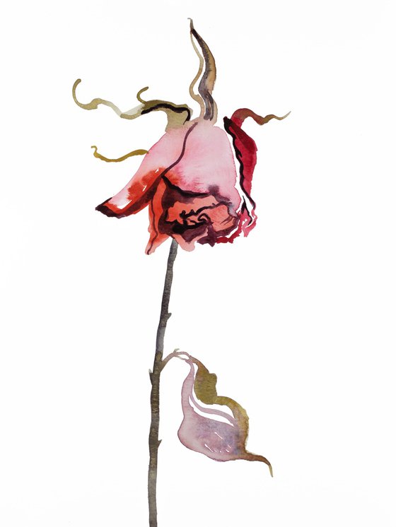 Rose Study No. 45