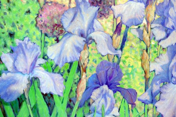 Irises dancing in the sun