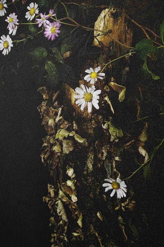 Remixing #001 -wild chrysanthemum-