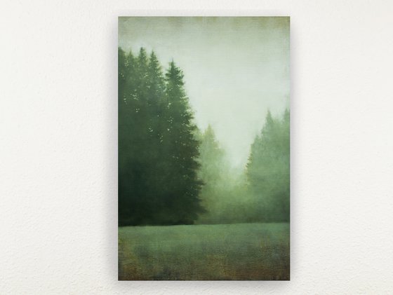 Evergreens And Field 210910, evergreen trees tonal landscape