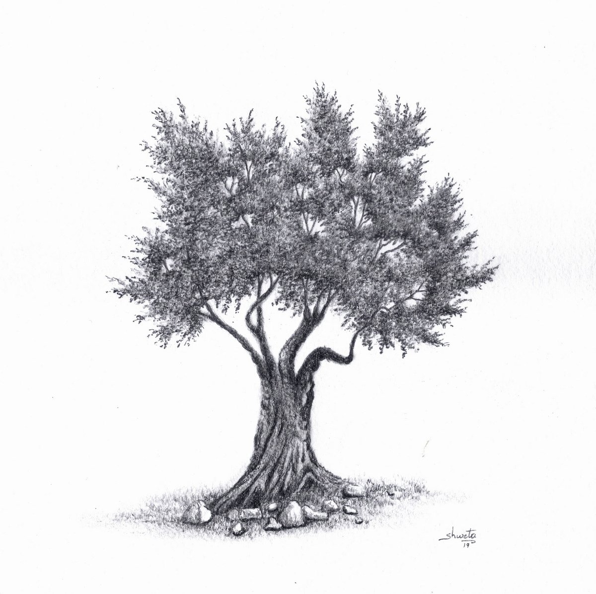 Olive Tree Graphite Drawing by Shweta Mahajan