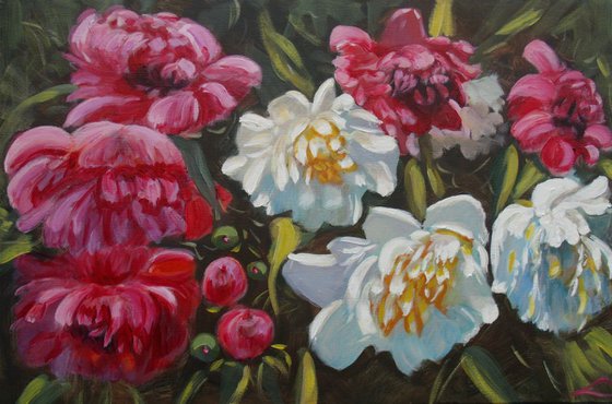 Peonies4