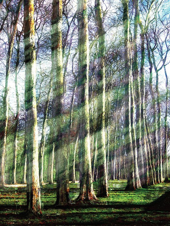 Bosque