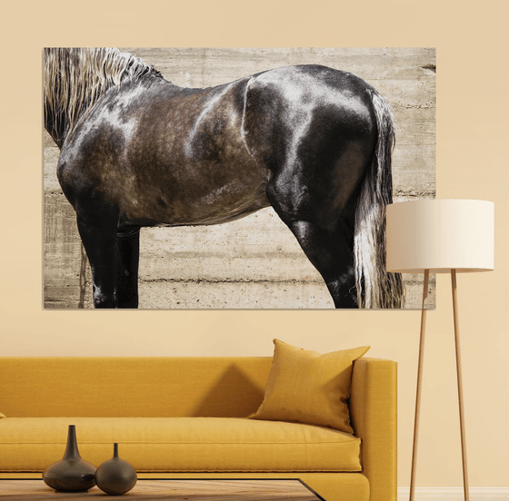 ANDALUCIAN STALLION