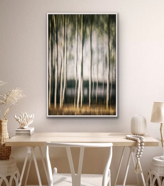 In the birch stillness