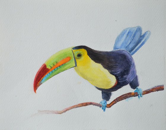 Toucan