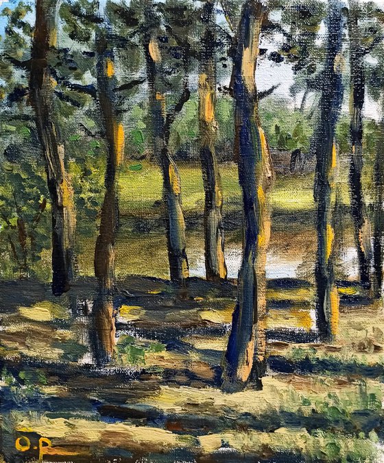 Pine trees on the coast