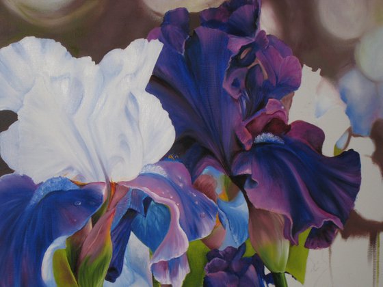 Purple and White Irises