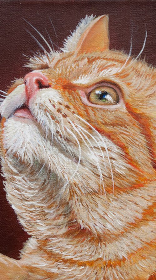 Yellow cat by Norma Beatriz Zaro