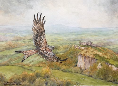 Red Kite. Carreg Cennen. Wales by Christopher Hughes