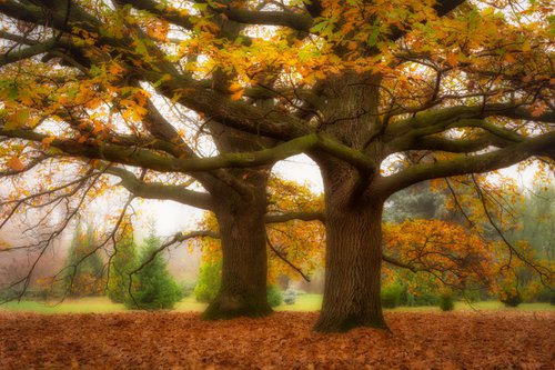 Oak trees by Vlad Durniev