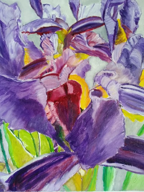 Irises - Spring flowers