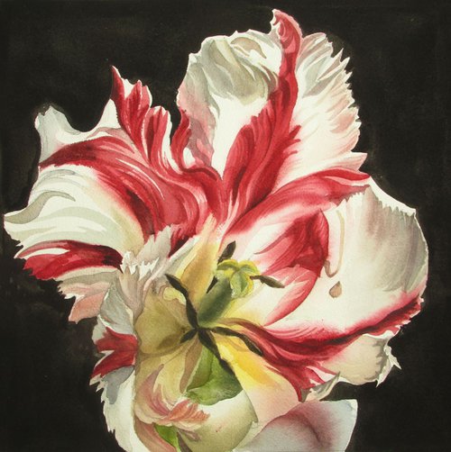 Red and white parrot tulip by Alfred  Ng
