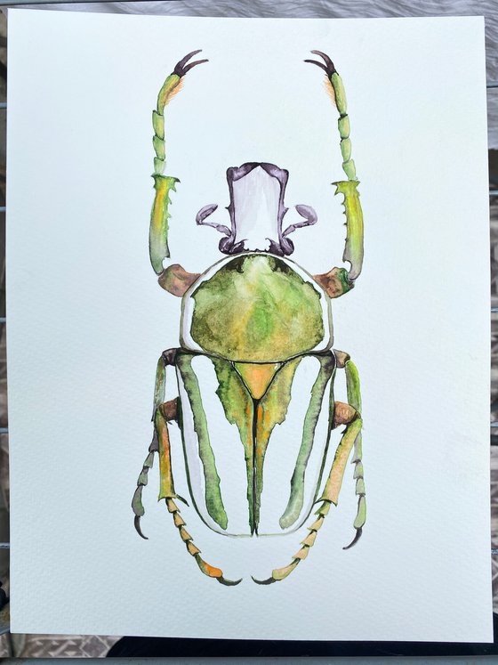 Rhamphorrhina bertolonii Lucas, beetle in the sun's rays in bright yellow green colour 2