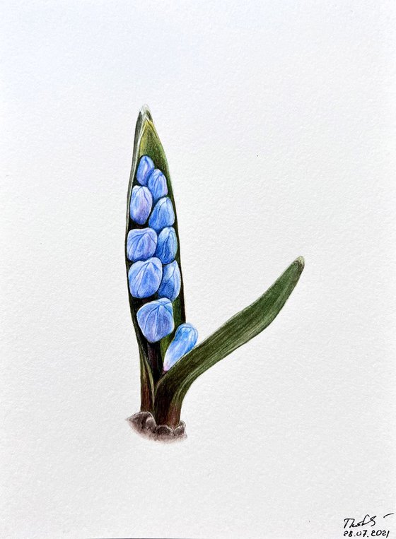 Scilla