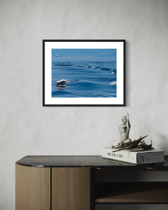 DOLPHIN LIFE
