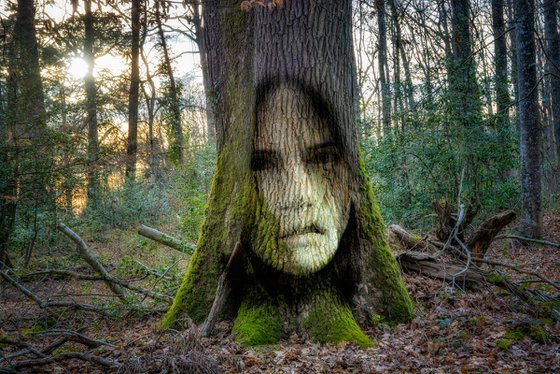 The hidden beings of the forest
