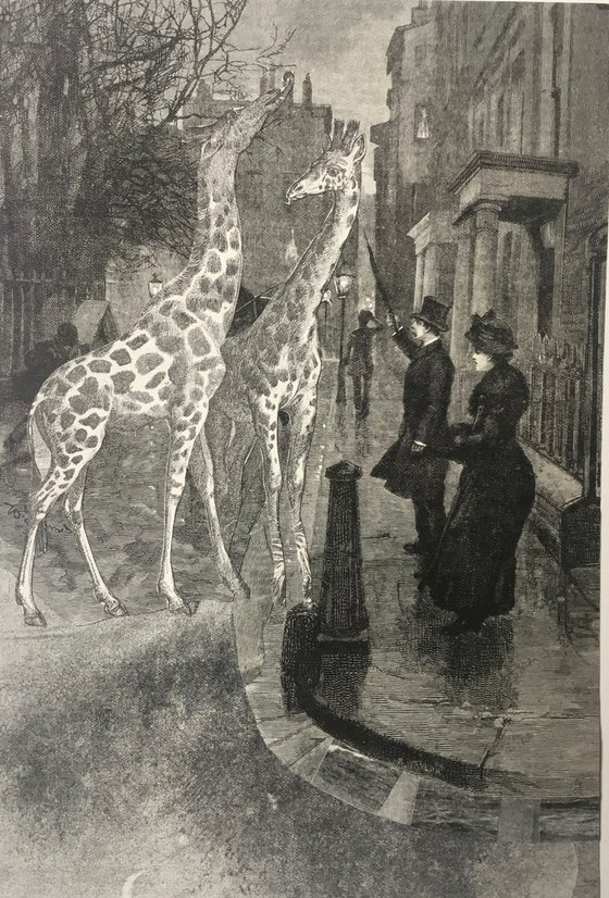 Two giraffes in Mayfair
