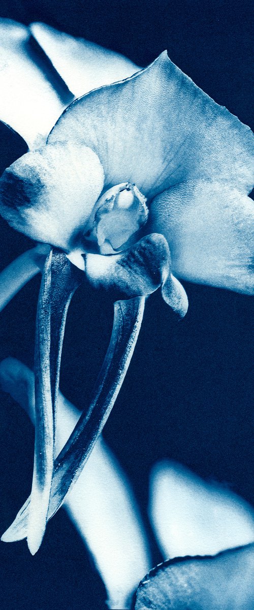 Donkey Orchid - Diuris drummondii - Western Australian native by Jacek Gonsalves