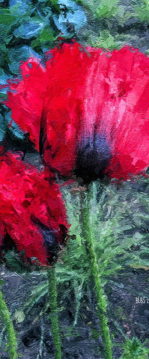 Bright Red Poppies by Barbara Storey