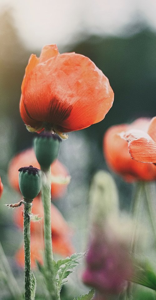 Summer Poppies by Emily Kent