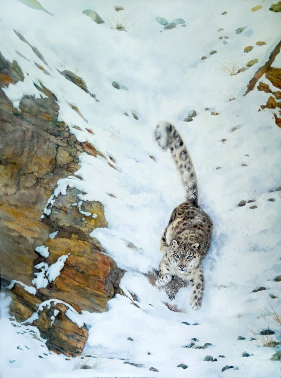 Snow Leopard on Mountain side
