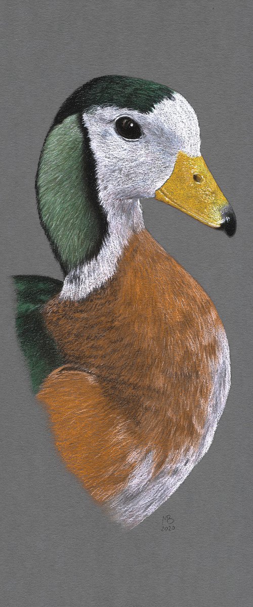 African pygmy goose by Mikhail Vedernikov
