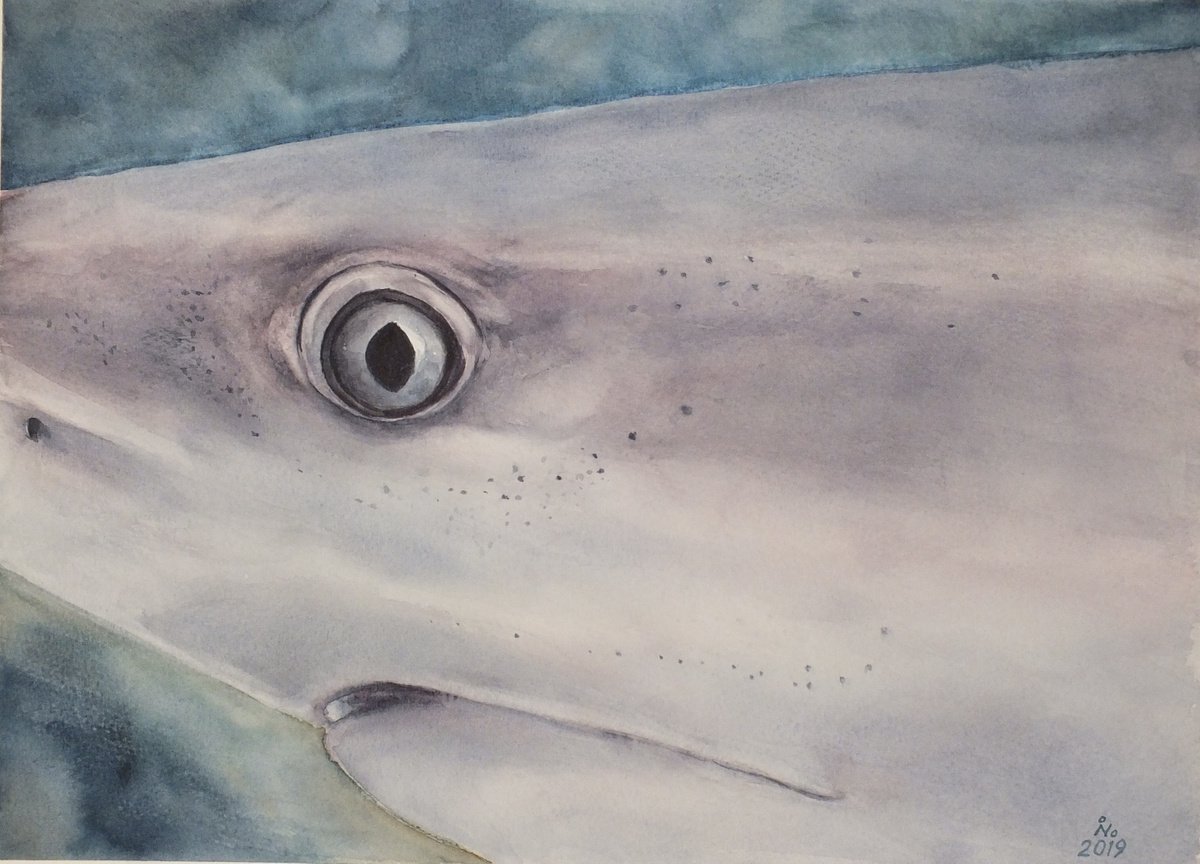 Shark portrait by Ilona Borodulina