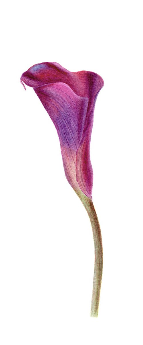 Calla Lily, Zantedeschia by Maryna Vozniuk