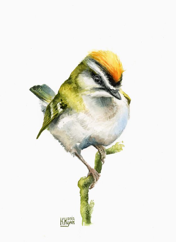 Firecrest, small forest bird