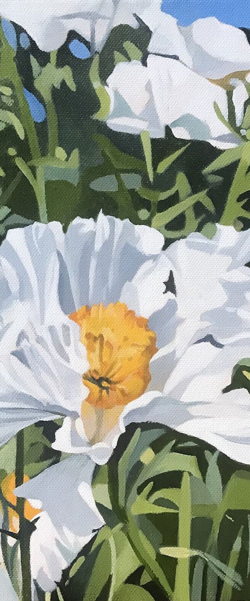 Californian Tree Poppy by Andrew Lander