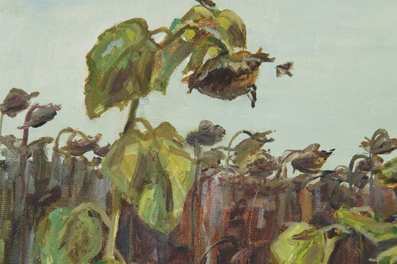 Sparrows and sunflowers