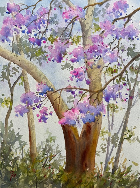 Jacaranda and gum tree