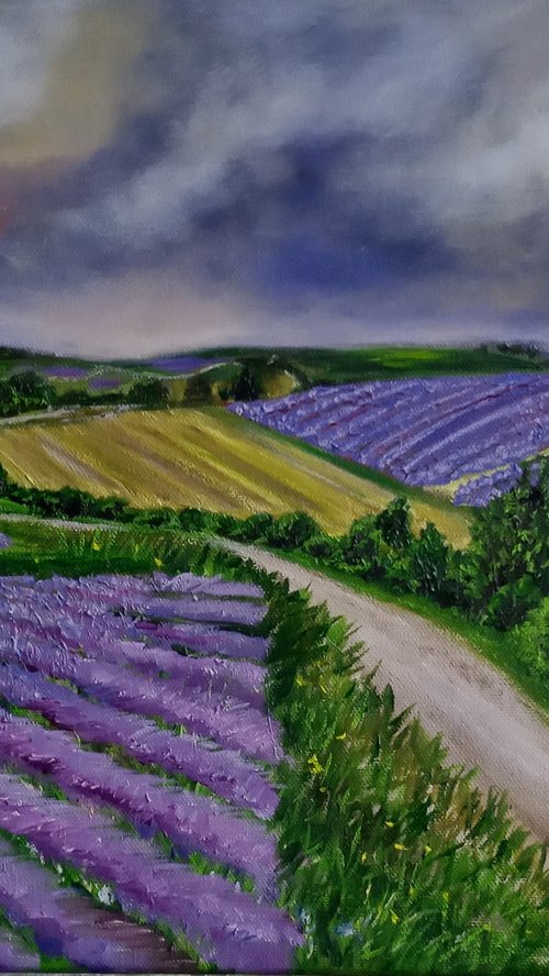 Lavender Fields by Ira Whittaker