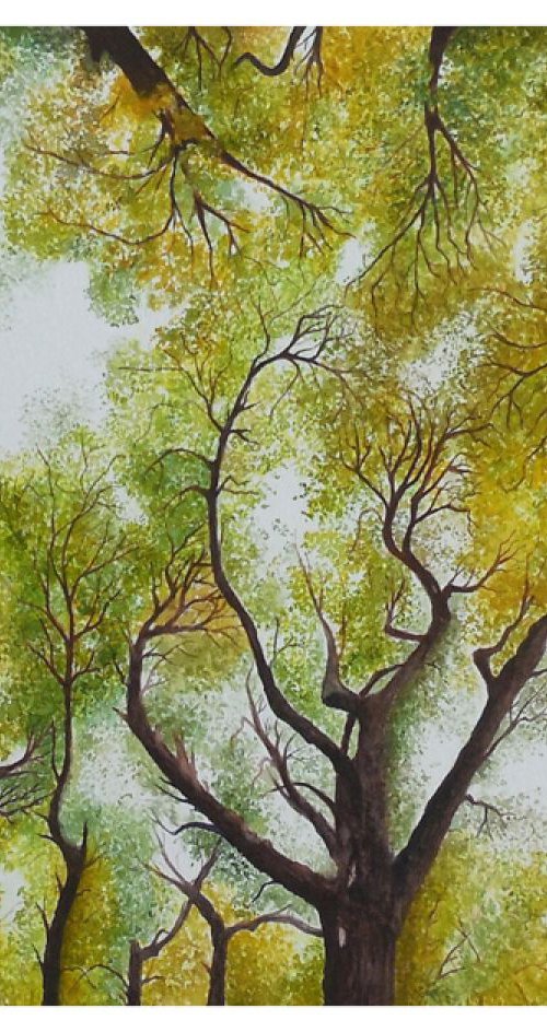 Maple Canopy by Shweta  Mahajan