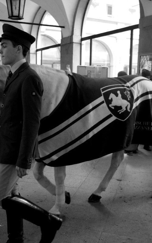 Lipizzan Stallion in Vienna " by Jo Tuck