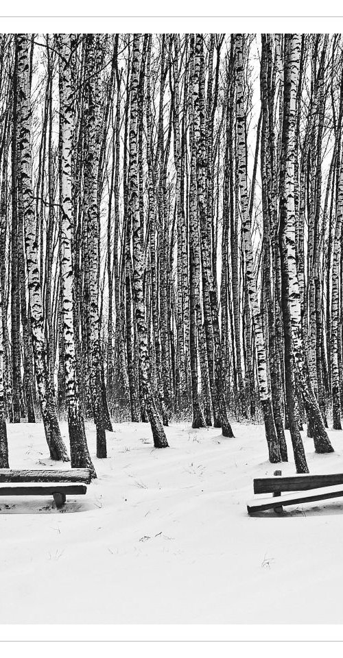 Birches and Benches by Beata Podwysocka