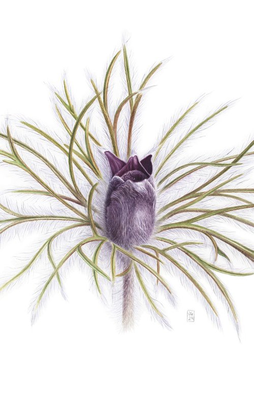 Pulsatilla Pratensis by Yuliia Moiseieva