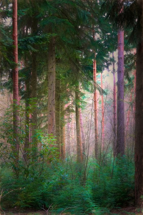 Misty Forest by Martin  Fry