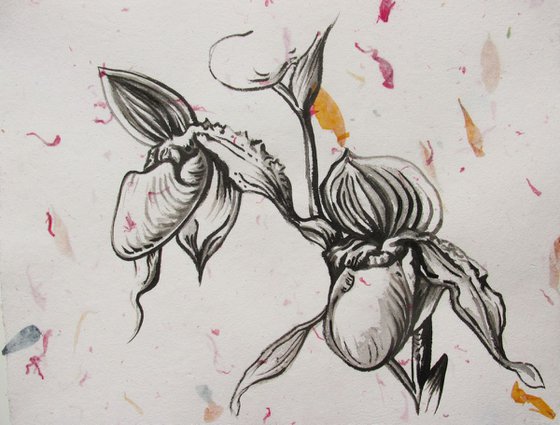 ladyslipper orchid ink drawing on hand made flower paper