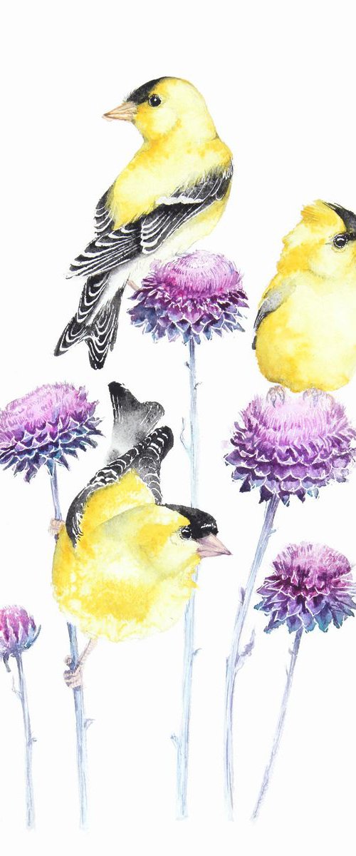 American Goldfinches, birds, wildlife and animals by Karolina Kijak