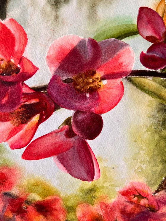 Flowering Quince