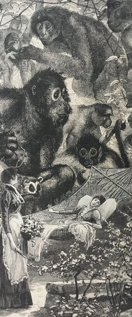 Too much monkey business by Tudor Evans