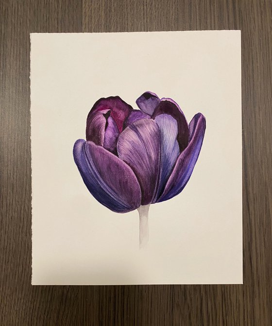 Violet tulip