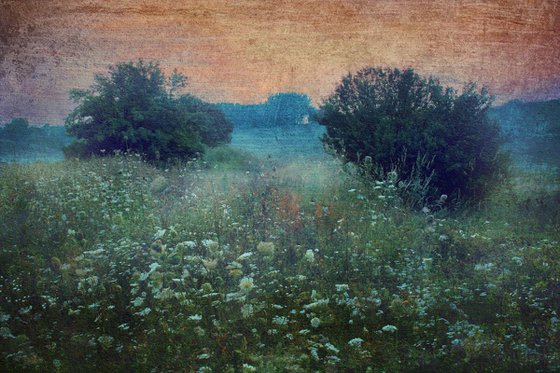 Morning, mist, blooming meadow. Summertime.
