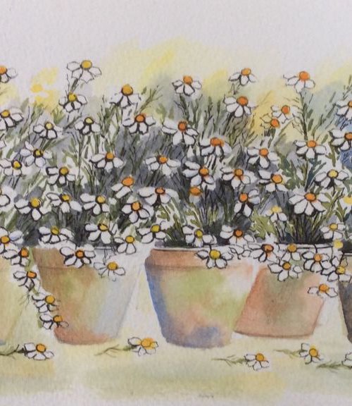 Pots of Daisies by Angela Rendall