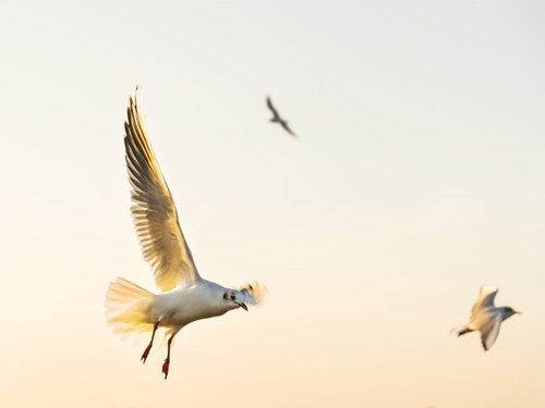 SEAGULLS 2. by Andrew Lever